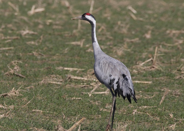 Vogelansicht auf dem Feld