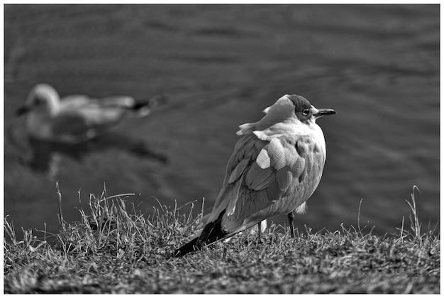 Vogelansicht auf einem grasbewachsenen Feld