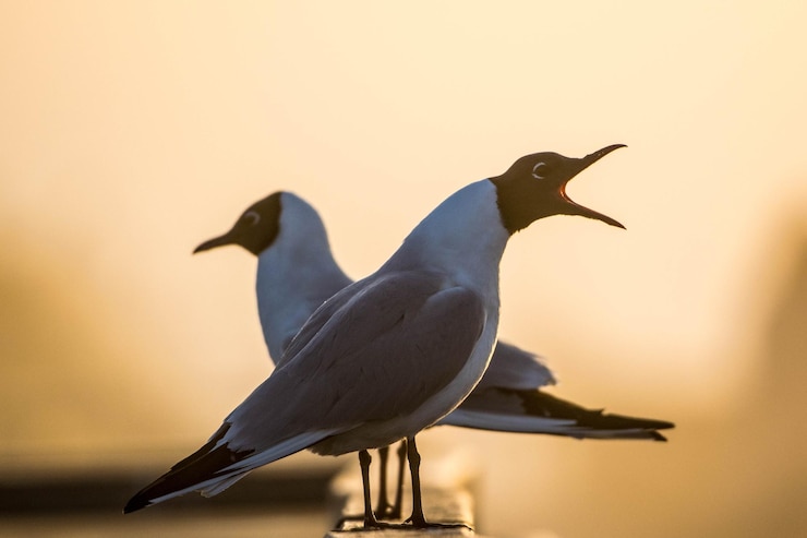 Foto vogelansicht