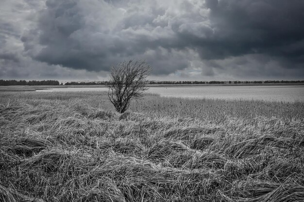 Vogelausblick Pramort auf dem darß weiten Landschaft in schwarz-weiß mit einzelnem Baum