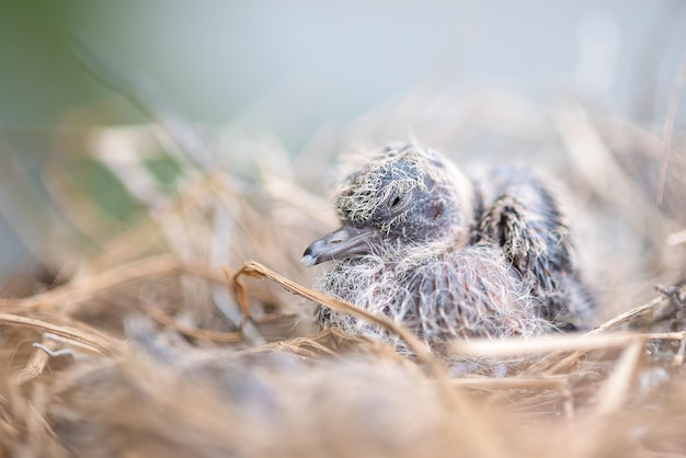 Vogelbaby im Nest. Vogelbabys im Nest eingekuschelt