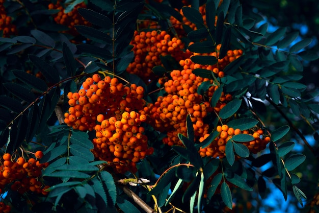 Vogelbeerbaum. Beeren an einem Baum. Schöne Eberesche