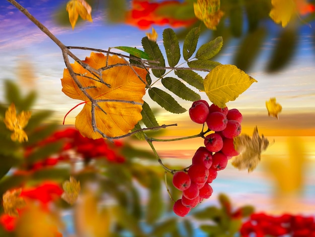 Vogelbeere und gelbe Blätter fallen Regenzeit Hintergrund Vorlage Banner