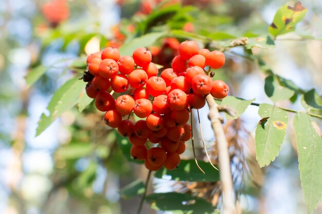 Vogelbeeren auf einem Ast