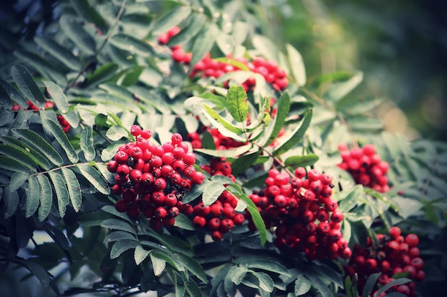 Vogelbeeren im Herbst auf einem Ast