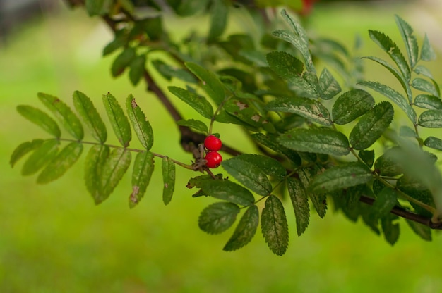 Vogelbeeren unter grünen Blättern. Rote Beeren. Unscharfer Hintergrund.