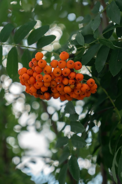 Vogelbeeren