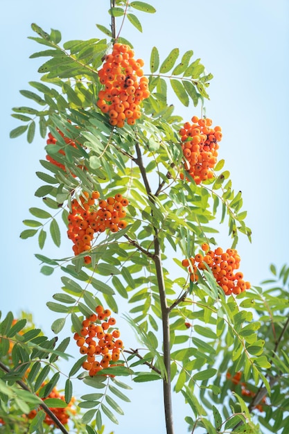 Vogelbeeren