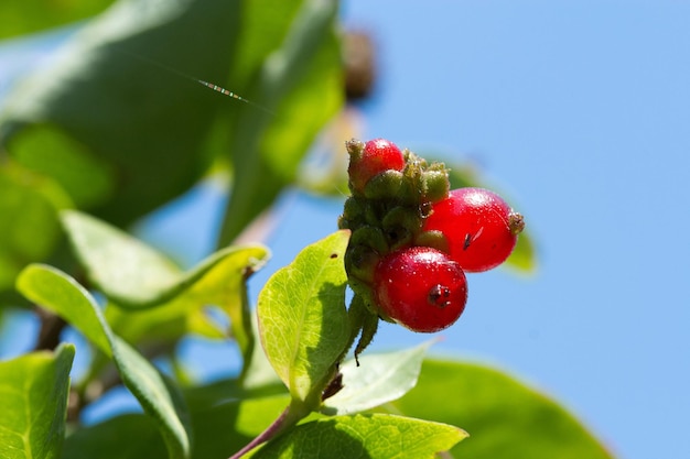 Vogelbeeren