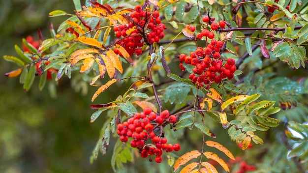 Vogelbeerzweig mit roten Beeren, bunten Blättern und Regentropfen