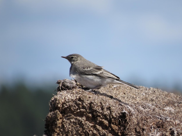 Vogelbeobachtung in einer wunderschönen Gegend