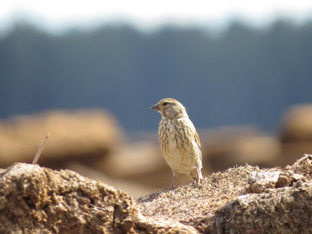 Vogelbeobachtung in freier Wildbahn