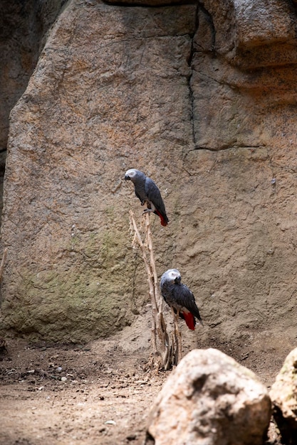 Foto vogelfamilie jaco papageien graupapageien