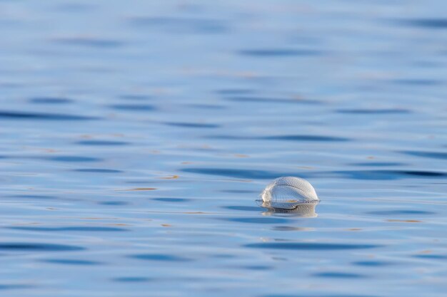 Vogelfeder auf der wasseroberfläche mit platz für text