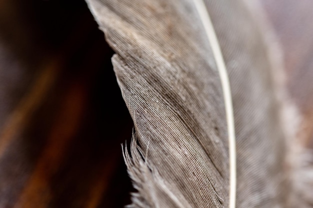 Foto vogelfeder im detail makro-hintergrund natürliche farben