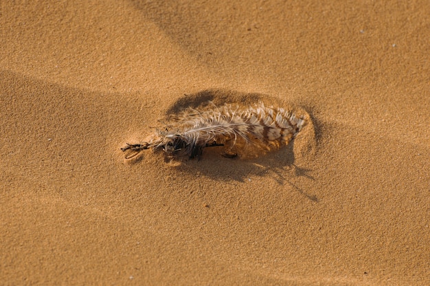 Vogelfeder im Sand