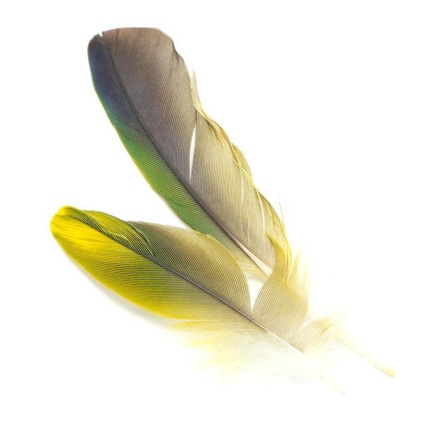 Vogelfedern isoliert