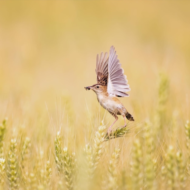 Vogelfliegen auf landwirtschaftlichen Feldern
