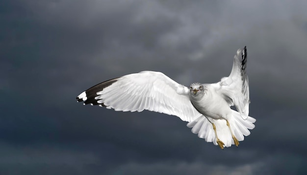 Vogelfliegen vor bewölktem Himmel