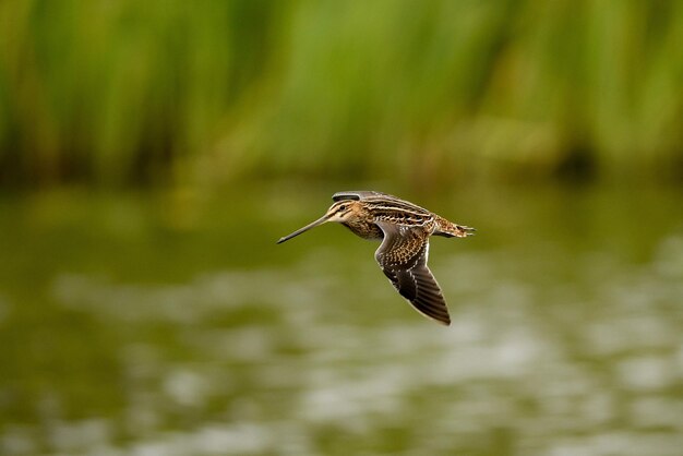 Foto vogelfliegen