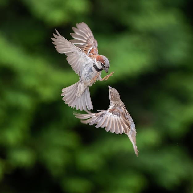 Foto vogelfliegen