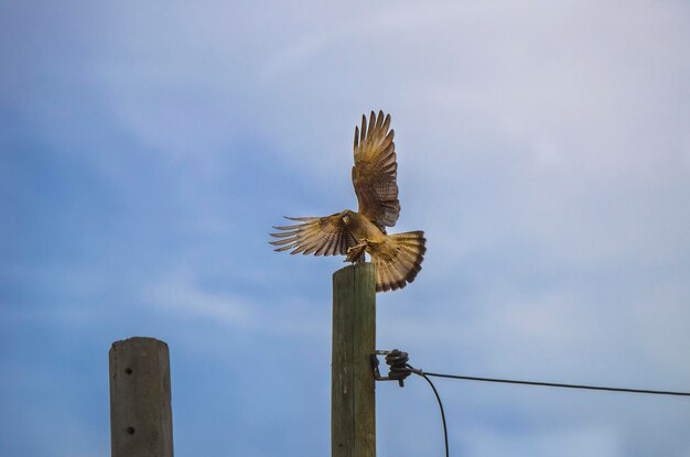 Foto vogelfliegen