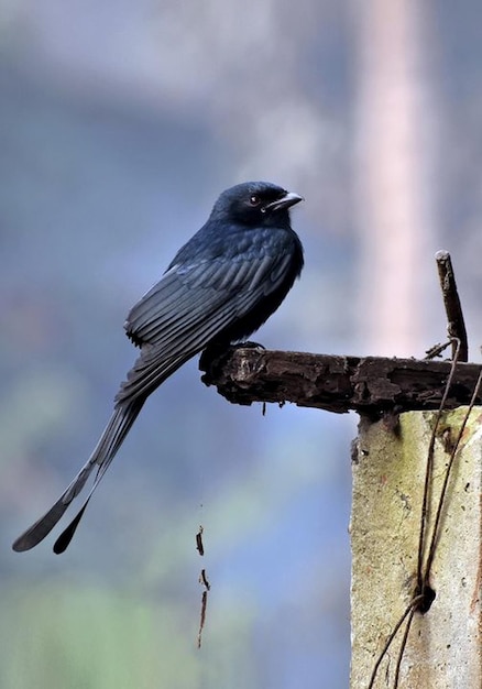 Vogelfotografie Vogelbild Die schönste Vogelfotografie Naturfotografie