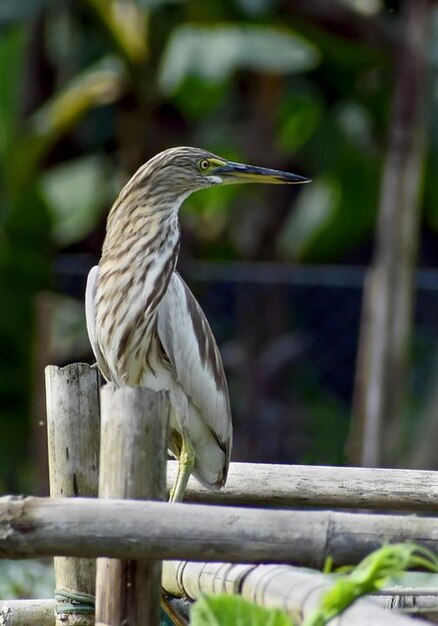 Vogelfotografie Vogelbild Die schönste Vogelfotografie Naturfotografie