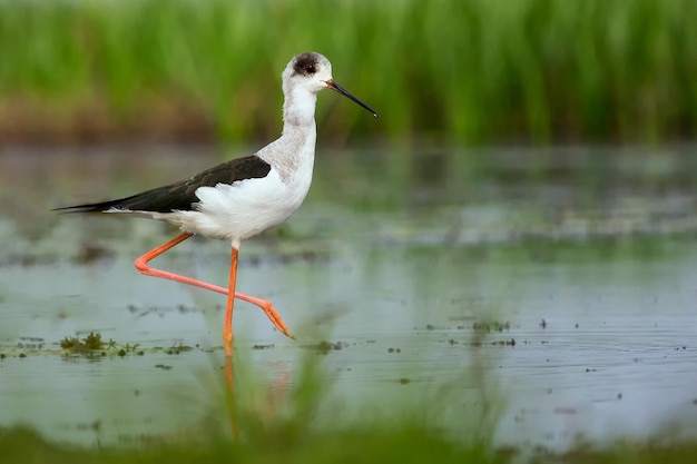 Vogelfotografie Vogelfoto Die schönste Vogelfotografie Naturfotografie