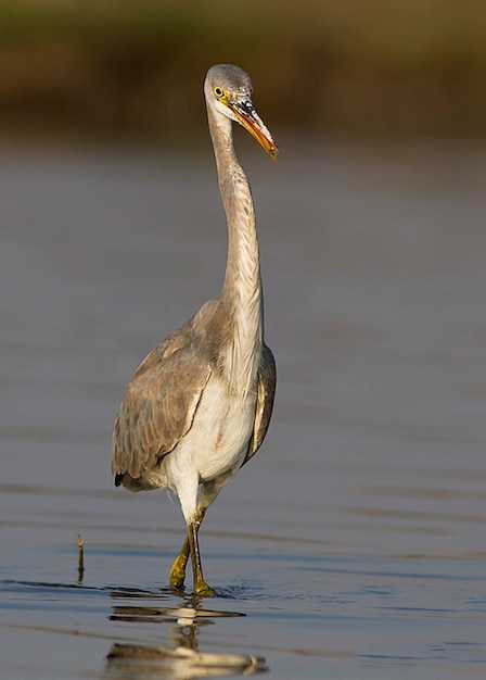 Vogelfotografie Vogelfoto Die schönste Vogelfotografie Naturfotografie