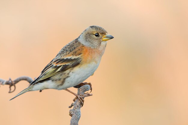 Vogelfotografie Vogelfoto Die schönste Vogelfotografie Naturfotografie