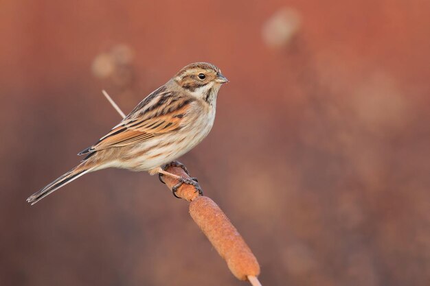 Vogelfotografie Vogelfoto Die schönste Vogelfotografie Naturfotografie