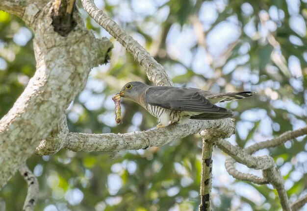 Vogelfotografie Vogelfoto Die schönste Vogelfotografie Naturfotografie