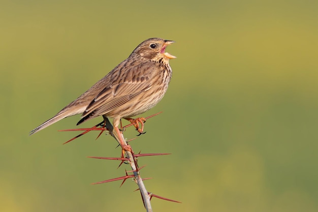 Vogelfotografie Vogelfoto Die schönste Vogelfotografie Naturfotografie