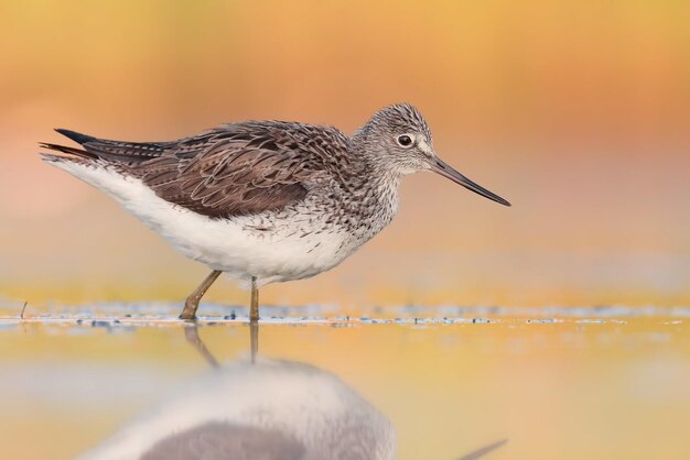 Vogelfotografie Vogelfoto Die schönste Vogelfotografie Naturfotografie