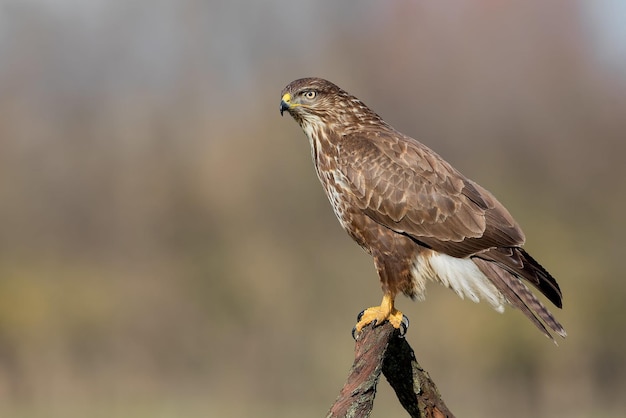 Vogelfotografie Vogelfoto Die schönste Vogelfotografie Naturfotografie