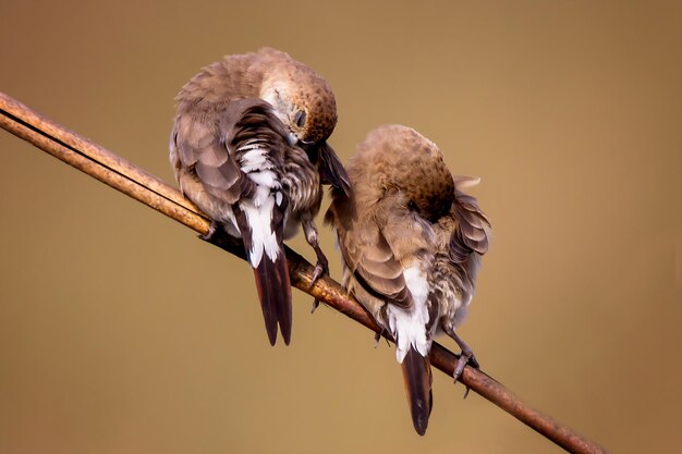 Vogelfotografie Vogelfoto Die schönste Vogelfotografie Naturfotografie