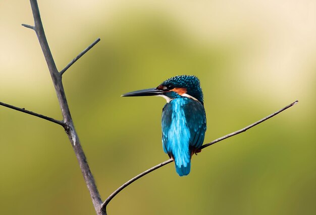 Vogelfotografie Vogelfoto Die schönste Vogelfotografie Naturfotografie