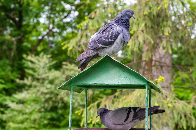 Vogelfutterstation für Tauben