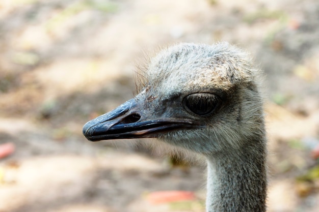 Foto vogelgesicht