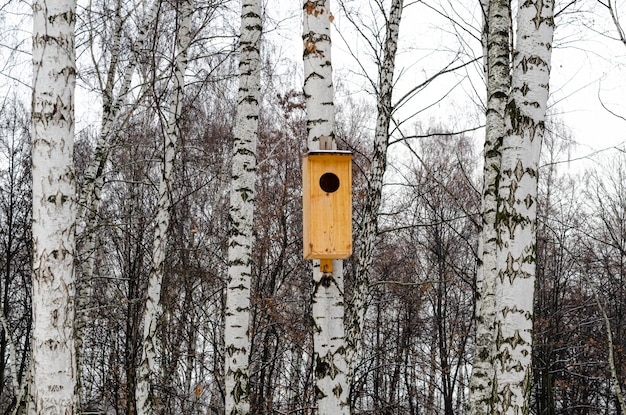 Vogelhaus auf der Birke