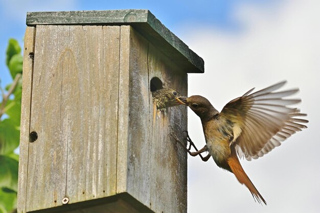 Foto vogelhaus im wald