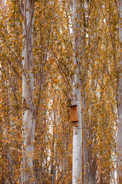 Foto vogelhaus zwischen bäumen im herbst