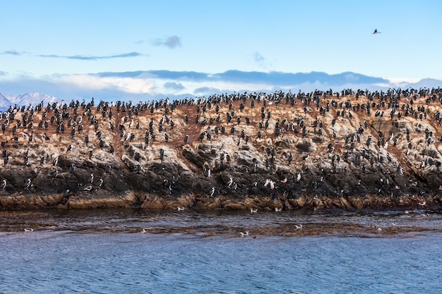 Vogelinsel in der Nähe von Ushuaia