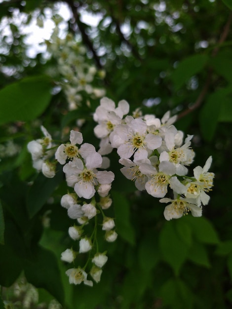 Vogelkirschbaum mit weißen Blüten