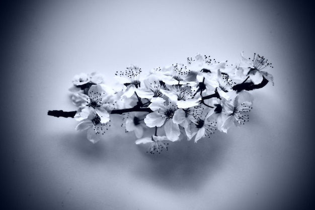 Vogelkirsche oder Süßkirsche Blumen auf weißem Hintergrund Frühlingsblumen auf einem einfachen weißen Blatt Papier Ein Zweig mit vielen Blumen Monochromes Schwarz-Weiß-Foto mit dunkler Vignette