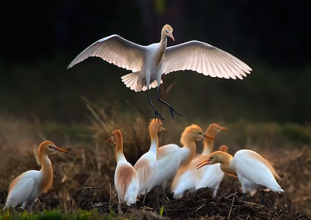 Vogelmutter fliegt mit ihrem Kind als Tapete