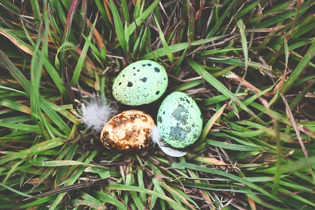 Vogelnest auf Rasenfläche mit drei Eiern im Inneren Vogeleier auf Vogelnest und Feder im Sommerwald Eier Ostern-Konzept