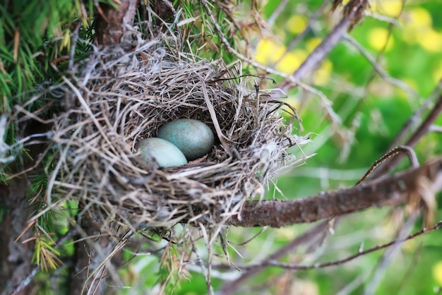 Vogelnest in der Natur