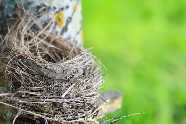 Vogelnest in der Natur